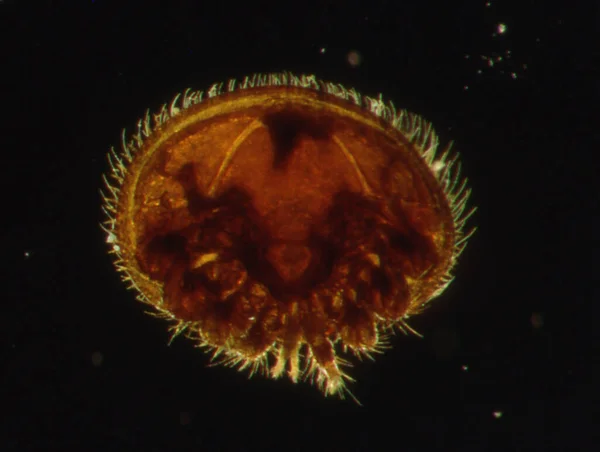 Varroa Bee Mite Microscope — Stock Photo, Image