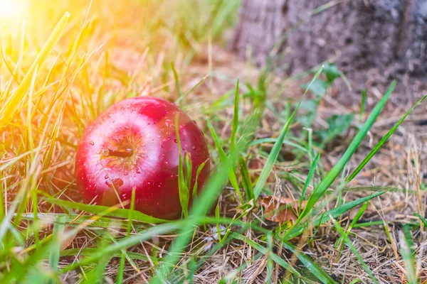 Una Manzana Roja Jugosa Que Caído Árbol Yace Hierba Sol —  Fotos de Stock