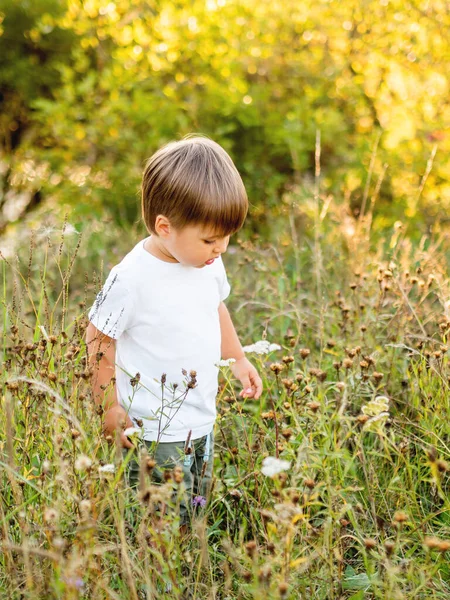 Cute Little Boy Sniffing Flowers Field — Stock Photo, Image