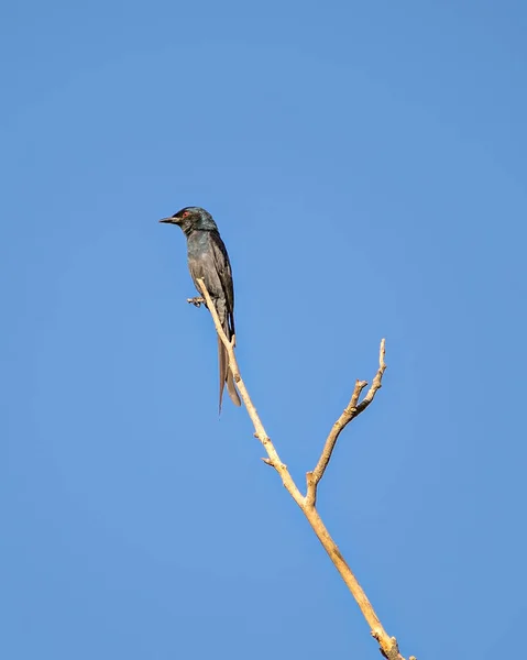 Kuru Bir Ağaç Dalında Oturan Gri Karınlı Guguk Kuşu Cacomantis — Stok fotoğraf