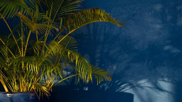Een Groene Plant Met Licht Schaduw Blauwe Muurachtergrond — Stockfoto