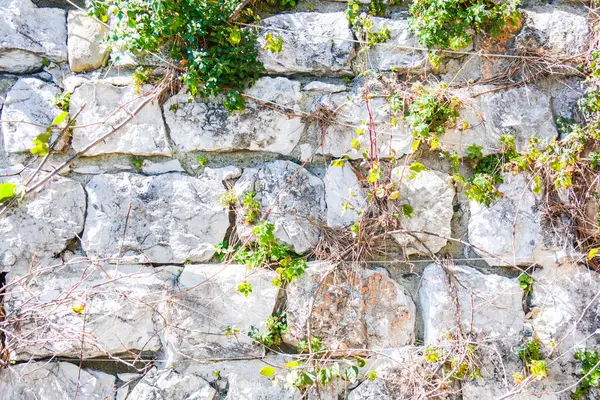 Stone Wall Ivy — Stock Photo, Image