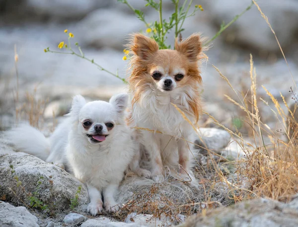 Sahilde Iki Küçük Chihuahua — Stok fotoğraf