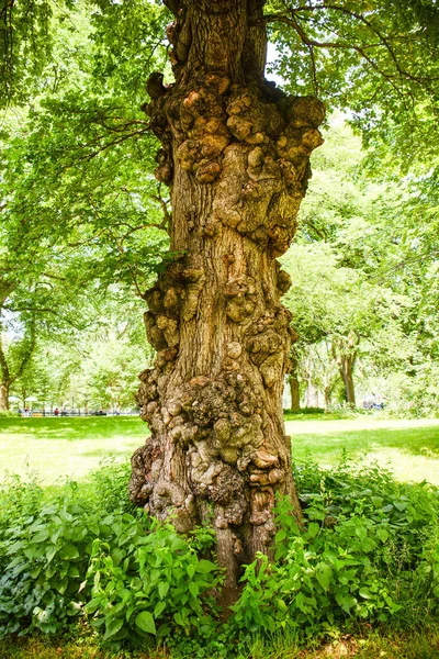 Forntida Träd Grön Park — Stockfoto