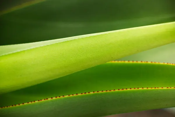 Detail View Agave Green Leaves — Stock Photo, Image