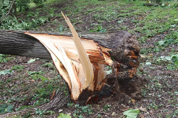 Tree Trunk Open Storm — Stock Photo, Image