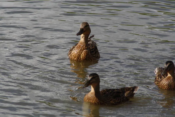 Ducks Natural Habitat Animal Wildlife — Stock Photo, Image