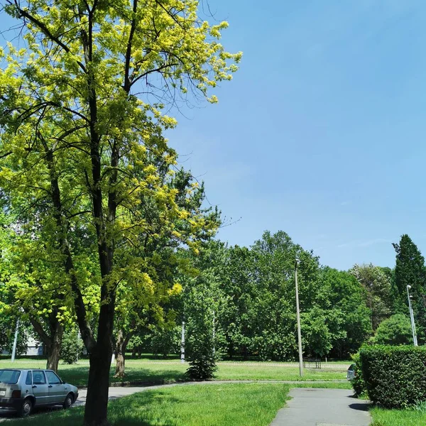 Large Tree Park Nature Background — Stock Photo, Image