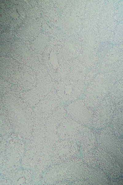Testicle Cross Section Microscope 100X — Stock Photo, Image