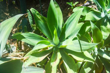 Gündüz vakti renkli saksı kaktüsü  