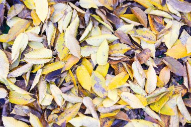 Yaprakların arkaplanını kapat