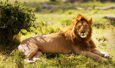 Vahşi doğadaki aslan. Panthera leo. Gündüz görünümü