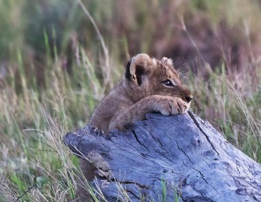Güney Afrika 'daki Kruger Ulusal Parkı' nda ağaç dalında oturan aslan yavrusu.