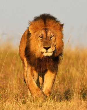 Vahşi doğadaki aslan. Panthera leo. Gündüz görünümü