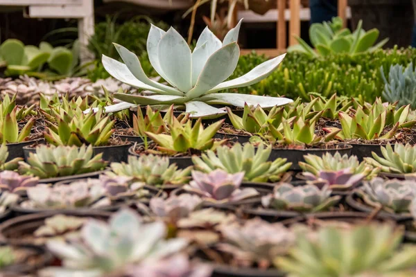 Variety Cactus Plants Succulents Arranged Harmoniously — стоковое фото