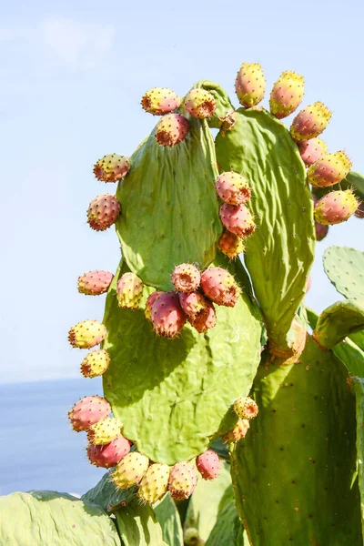 Colorful Cacti Wild Nature — Stock Photo, Image