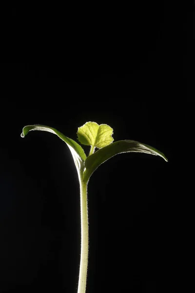 Bean Sprout Karanlık Arka Plandaki Yakın Çekimi — Stok fotoğraf