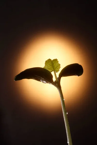 Primer Plano Bean Sprout Sobre Fondo Oscuro —  Fotos de Stock
