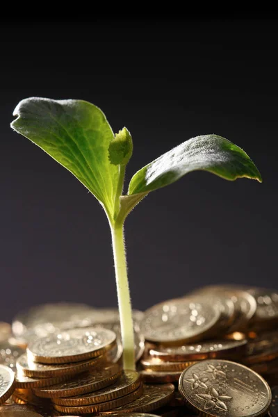 Money Growth Concept Plant Coins — Stock Photo, Image
