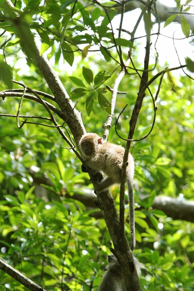 Monkey Climbing Tree — Stock Photo, Image