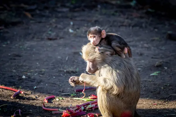 Bebé Hamadryas Baboon Jugando Afuera Con Unidad Familiar —  Fotos de Stock