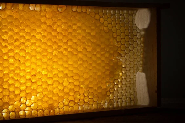 Honey in frame of honeycombs