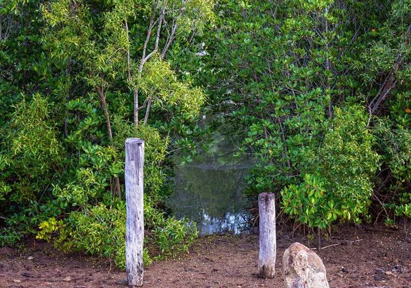 Coastal Mangrove Habitat Nature Background — Stock Photo, Image