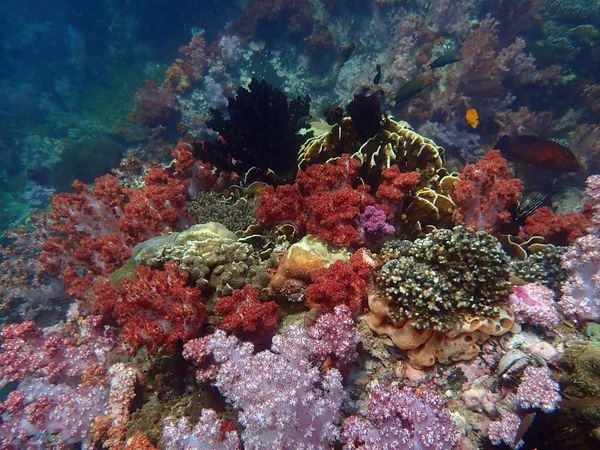 Schöne Bunte Korallenriffe — Stockfoto
