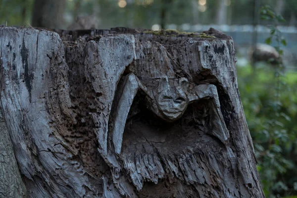 木の幹に切断されたコウモリは — ストック写真