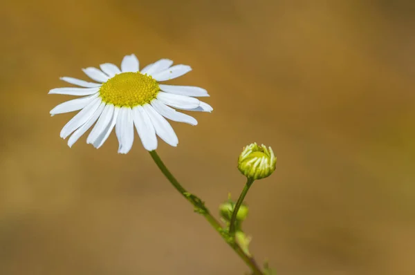 自然園の柔らかな花を咲かせ — ストック写真