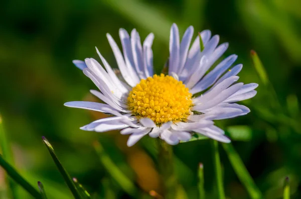 自然園の柔らかな花を咲かせ — ストック写真