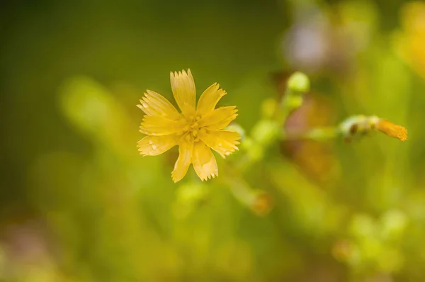 Soft Flower Blossom Nature Garden — Stockfoto