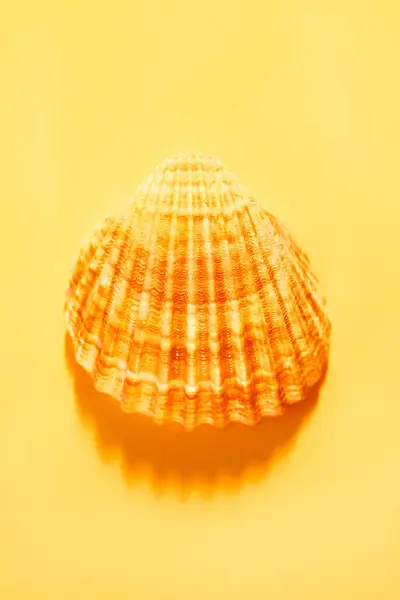Pomarańczowy Seashell Pomarańczowym Tle — Zdjęcie stockowe