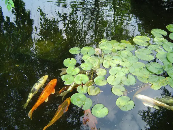 Koi Fish in pond