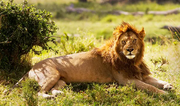 Λιοντάρι Στην Άγρια Φύση Πάνθηρα Λεο Ημερήσια Προβολή — Φωτογραφία Αρχείου