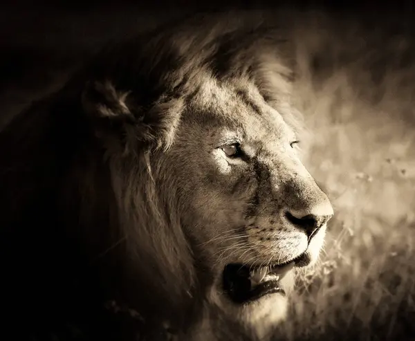 Löwe Wilder Natur Panthera Leo Tagesansicht — Stockfoto