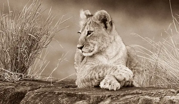 野生の自然のライオン パンテラ 日時ビュー — ストック写真