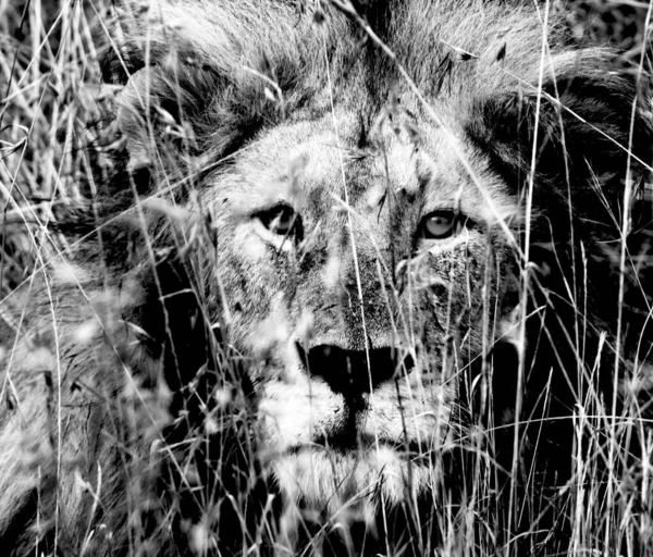 Лев Дикой Природе Panthera Leo Дневной Обзор — стоковое фото