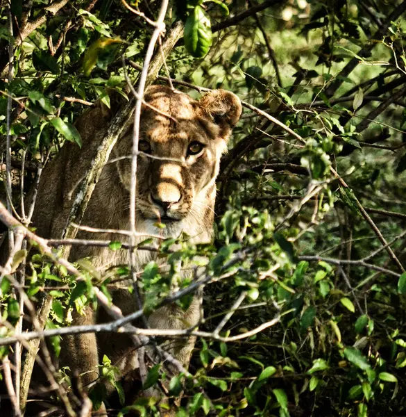 Vahşi Doğadaki Aslan Panthera Leo Gündüz Görünümü — Stok fotoğraf