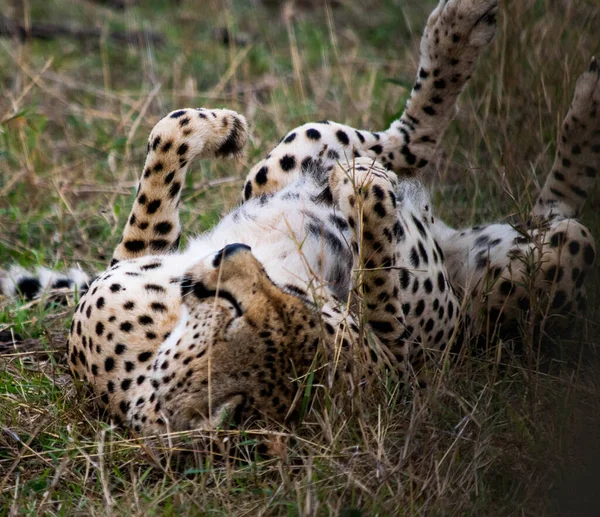Leopar Vahşi Doğada Gündüz Görüşü — Stok fotoğraf