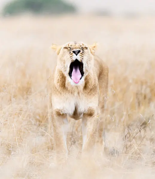 Λιοντάρι Στην Άγρια Φύση Πάνθηρα Λεο Ημερήσια Προβολή — Φωτογραφία Αρχείου