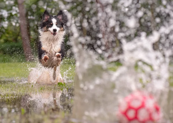 Dog Run Watery Meadow — Photo