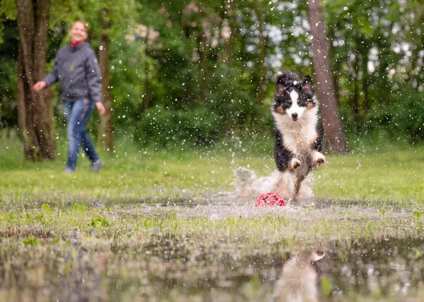 Dog Run Watery Meadow — Photo