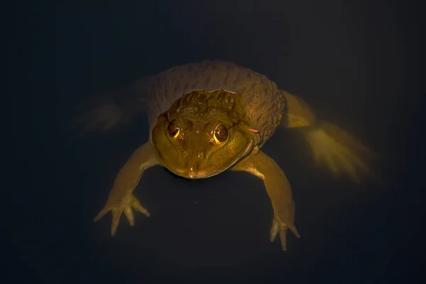 Лягушка Плавает Воде Пруда Амфибии — стоковое фото