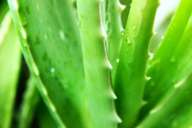 Taze yeşil organik Aloe vera 'nın yakın plan görüntüsü  