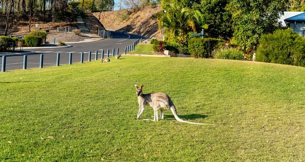 Australian Kangaroos Feeding In A Public Area