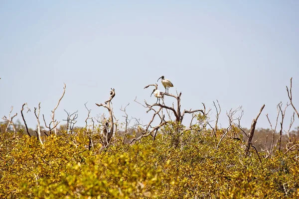 Aves Sistema Ecológico Manglares — Foto de Stock