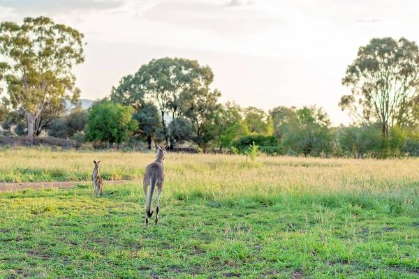 Avustralya Kangurusu Bir Hoplama Uzağı — Stok fotoğraf