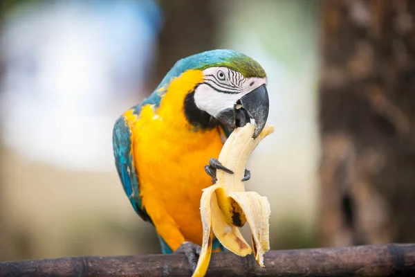 Blue Yellow Macaw Eating Banana Boracay Philippines — Stock Photo, Image