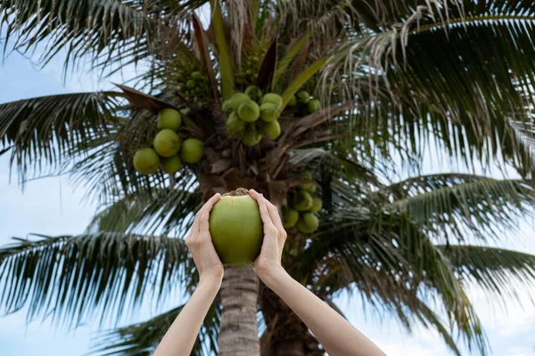 Palmträd Med Mogna Kokosnötter Kokosnöt Ett Palmträd — Stockfoto
